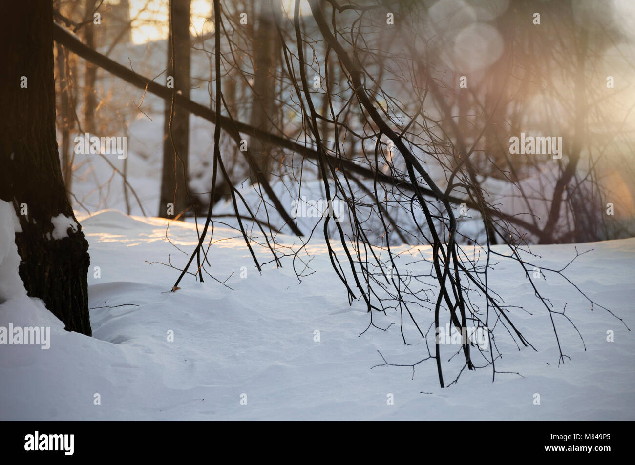 Paesaggio invernale con rami Foto Stock