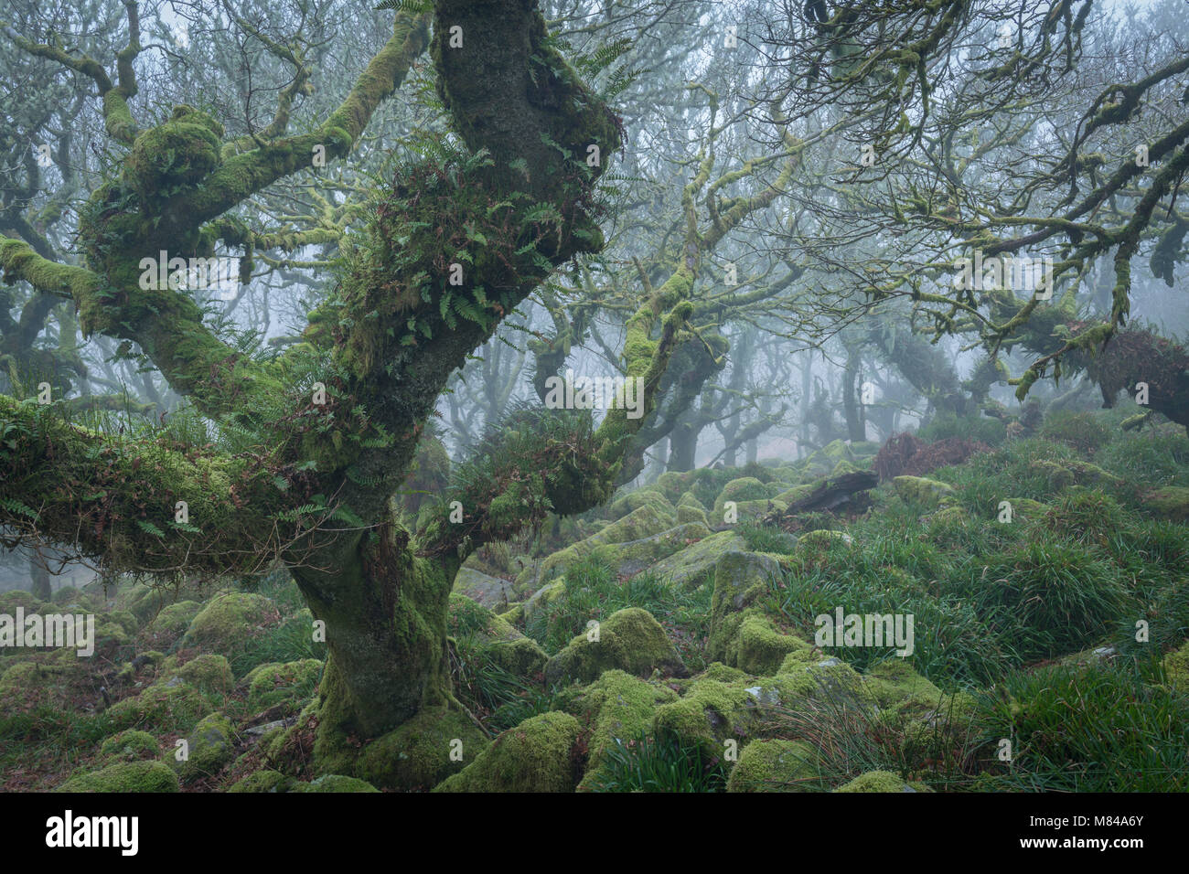 Nodose e ritorto alberi di quercia in Wistman il legno SSSI, Parco Nazionale di Dartmoor, Devon, Inghilterra. Inverno (gennaio) 2018. Foto Stock