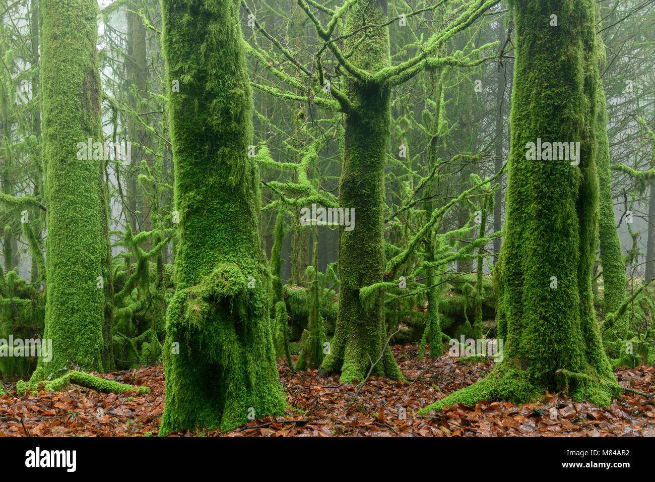 Moss coperti di alberi in foggy Bellever legno, Dartmoor Devon, Inghilterra. Inverno (gennaio) 2018. Foto Stock