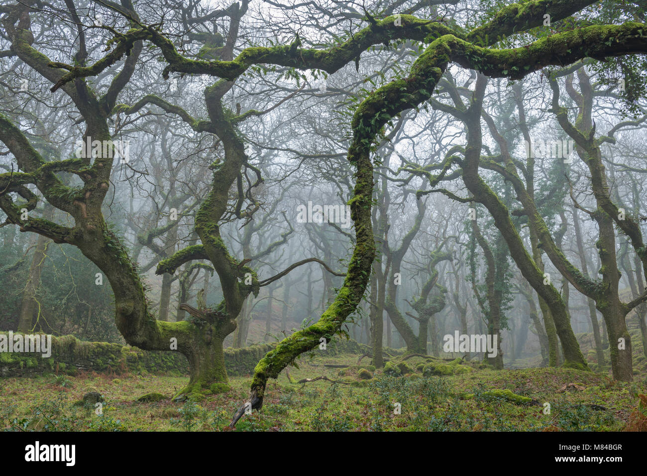 Moss coperti di alberi decidui nella nebbia mattutina, Halstock legno, Dartmoor Devon. Inverno (febbraio) 2018. Foto Stock
