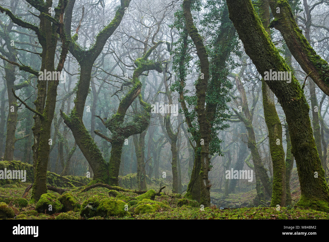 Muschio di bosco di latifoglie nella nebbia mattutina, Okehampton, Dartmoor Devon, Inghilterra. Inverno (febbraio) 2018. Foto Stock