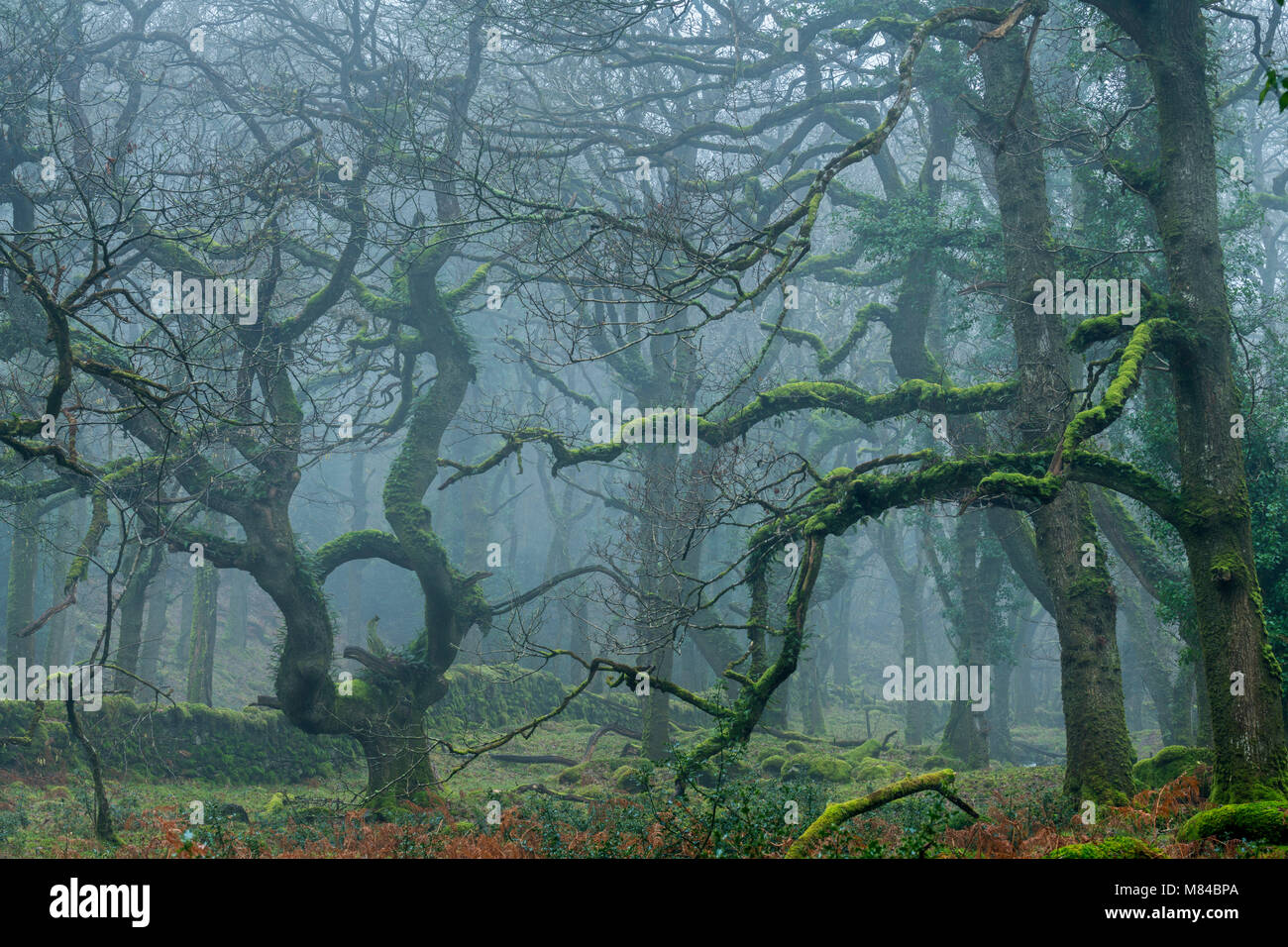 Mossy Dartmoor bosco nella nebbia mattutina, Okehampton, Devon, Inghilterra. Inverno (febbraio) 2018. Foto Stock