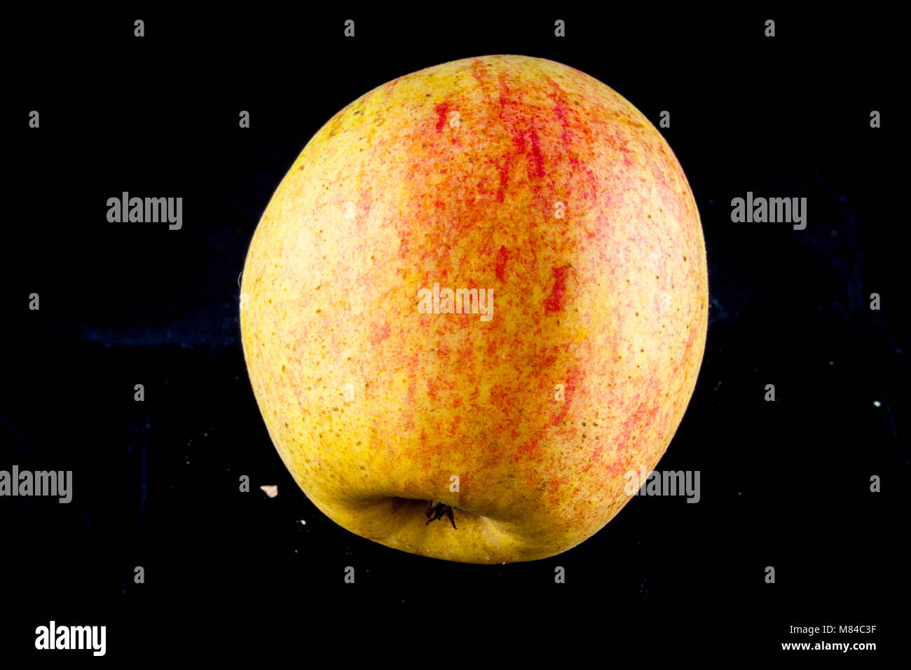 Antico tedesco Apple Cultivar Großer Rheinischer Bohnapfel Foto Stock