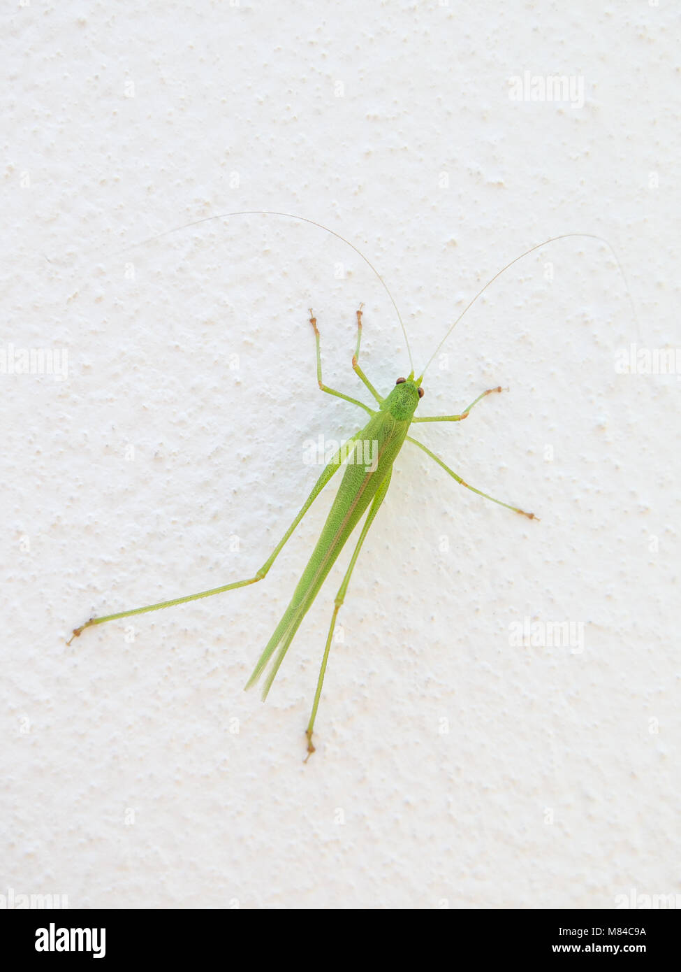 Verde chiaro luminoso insetto cricket su una bianca parete dipinta Foto Stock