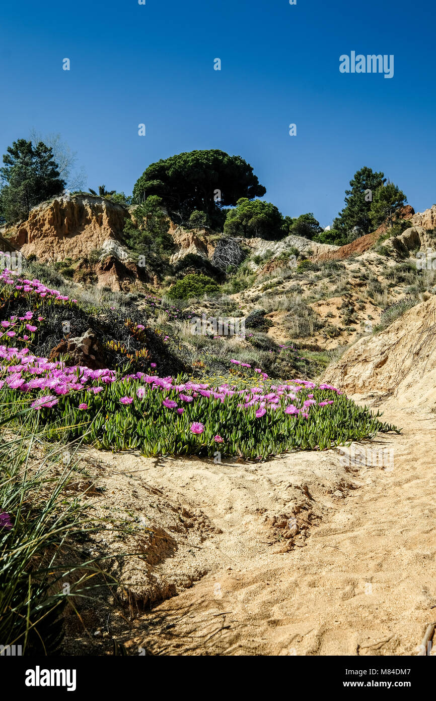Vista del paesaggio con Cliff e dune in spiaggia vicino a Albufeira Portogallo in estate con vegetazione locale di fiori e piante Foto Stock