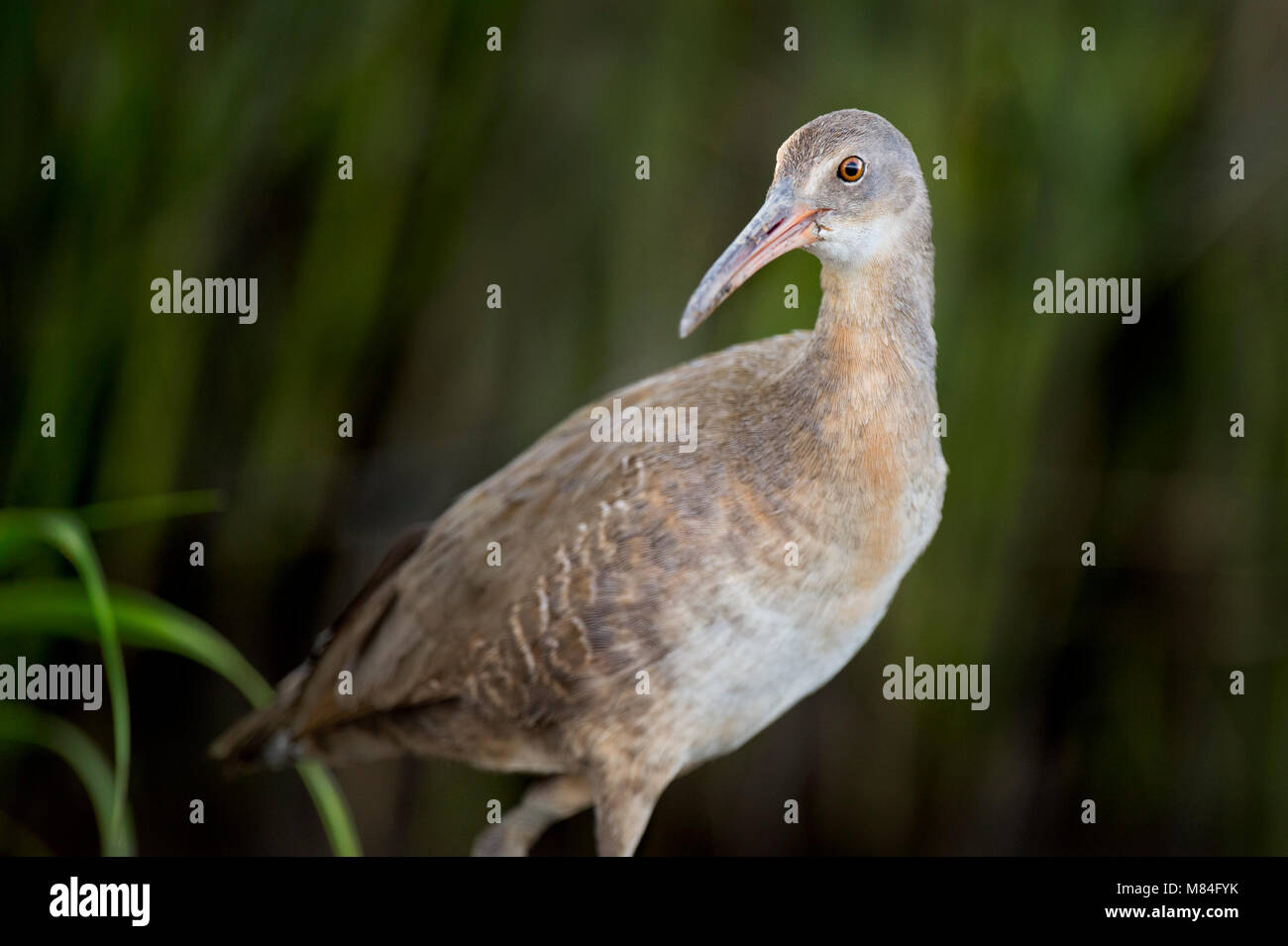 Un battaglio stand rampa nella parte anteriore del verde di erbe palustri per chiudere un ritratto dettagliato con illuminazione soffusa. Foto Stock