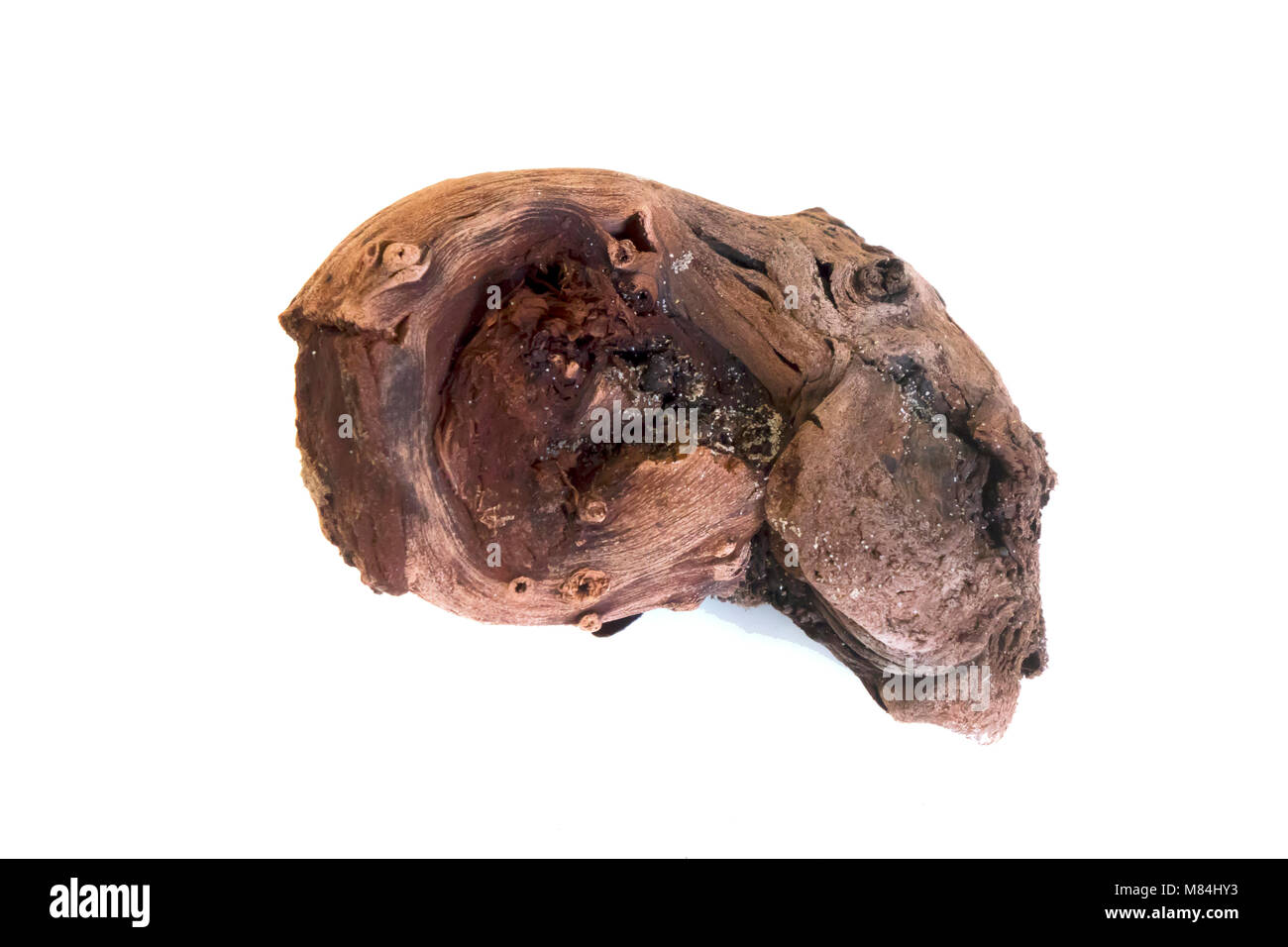 Un campione di un pezzo di legno fossile da alberi risalente all'ultima glaciazione 4000 anni fa ha trovato su Redcar Beach Foto Stock