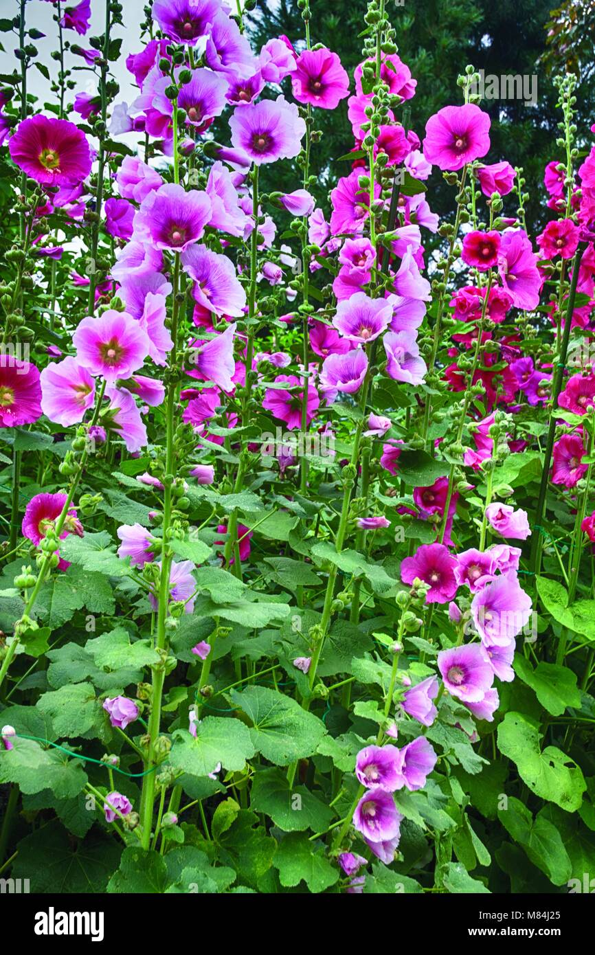 Fluente Holly garretti un fiore stagionale. Foto Stock