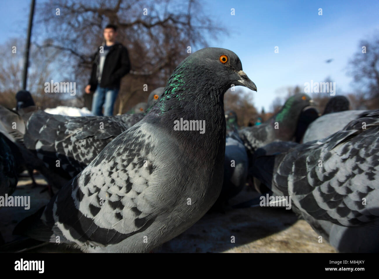 Stormo di piccioni nel parco della città dalla vista dal basso. focus sulla più vicina bird closeup Foto Stock