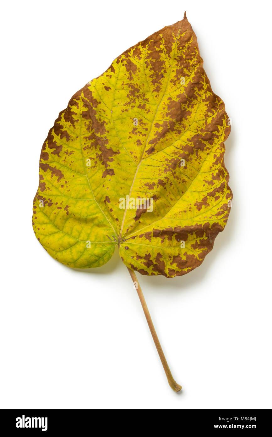 Foglie di autunno di un largeleaf tigli su sfondo bianco Foto Stock