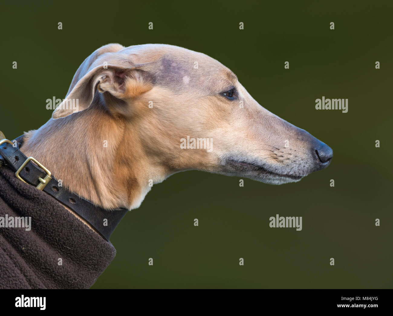 Primo piano vista laterale della testa di un whippet cane. Foto Stock