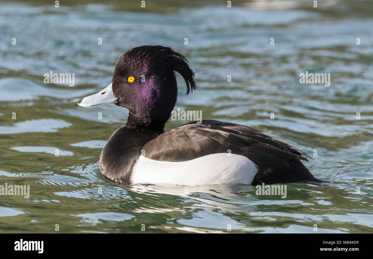 Maschio di moretta (Aythya fuligula), un diving duck nuotare in un lago in inverno nel West Sussex, in Inghilterra, Regno Unito. Drake Moretta. Foto Stock