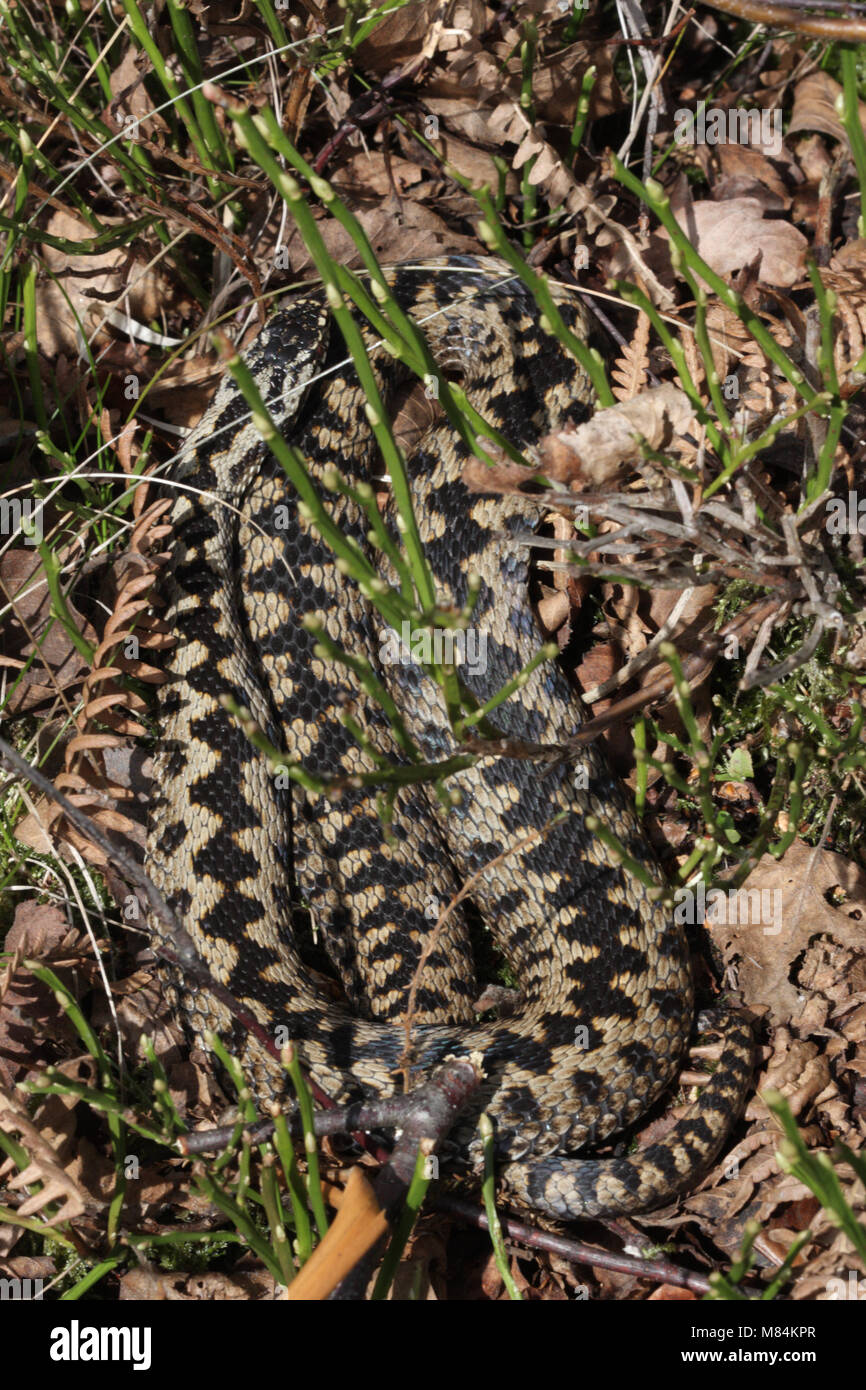 Maschio europeo comune sommatore o VIPER, Vipera berus, basking Foto Stock