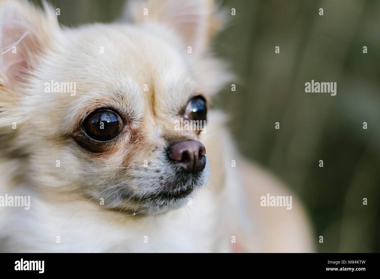 Ritratto di carino piccolo cane chihuahua. Erba verde sullo sfondo. Bella cane sano. Foto Stock