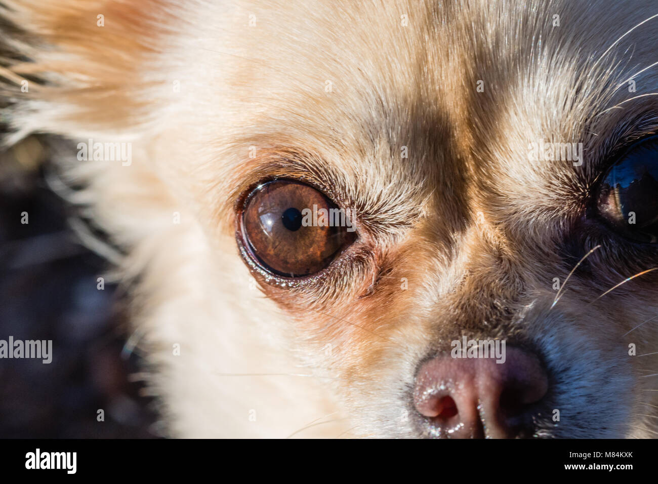 Ritratto di carino piccolo cane chihuahua. Erba verde sullo sfondo. Bella cane sano. Foto Stock