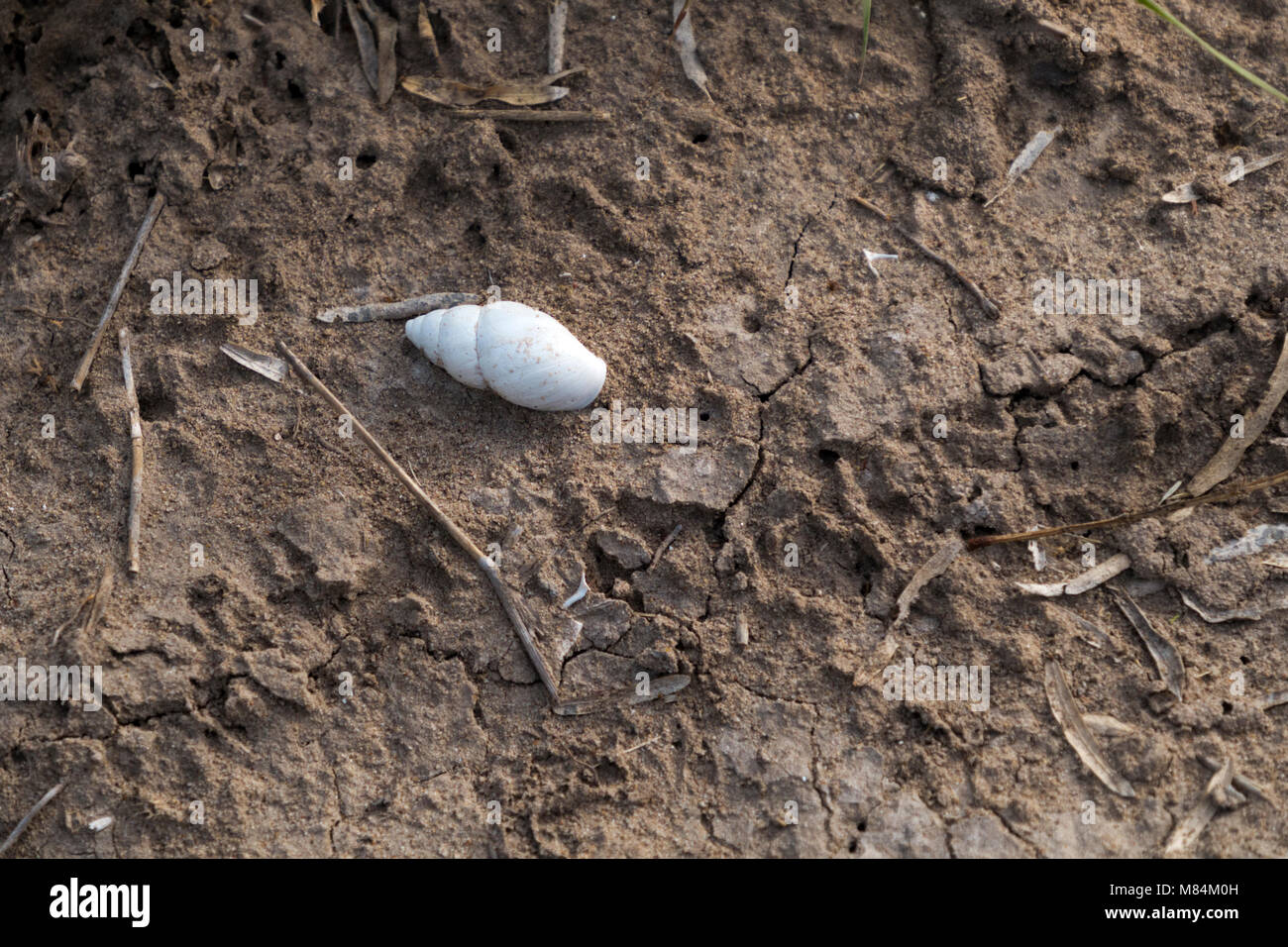 Lumaca terrestre in un campo aperto vicino Weslaco, Texas. Foto Stock