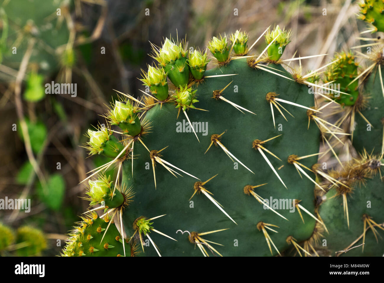 Ficodindia Cactus con la nuova crescita per inizio marzo. Foto Stock