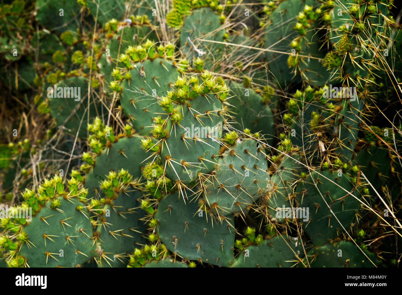 Ficodindia Cactus con la nuova crescita per inizio marzo. Foto Stock