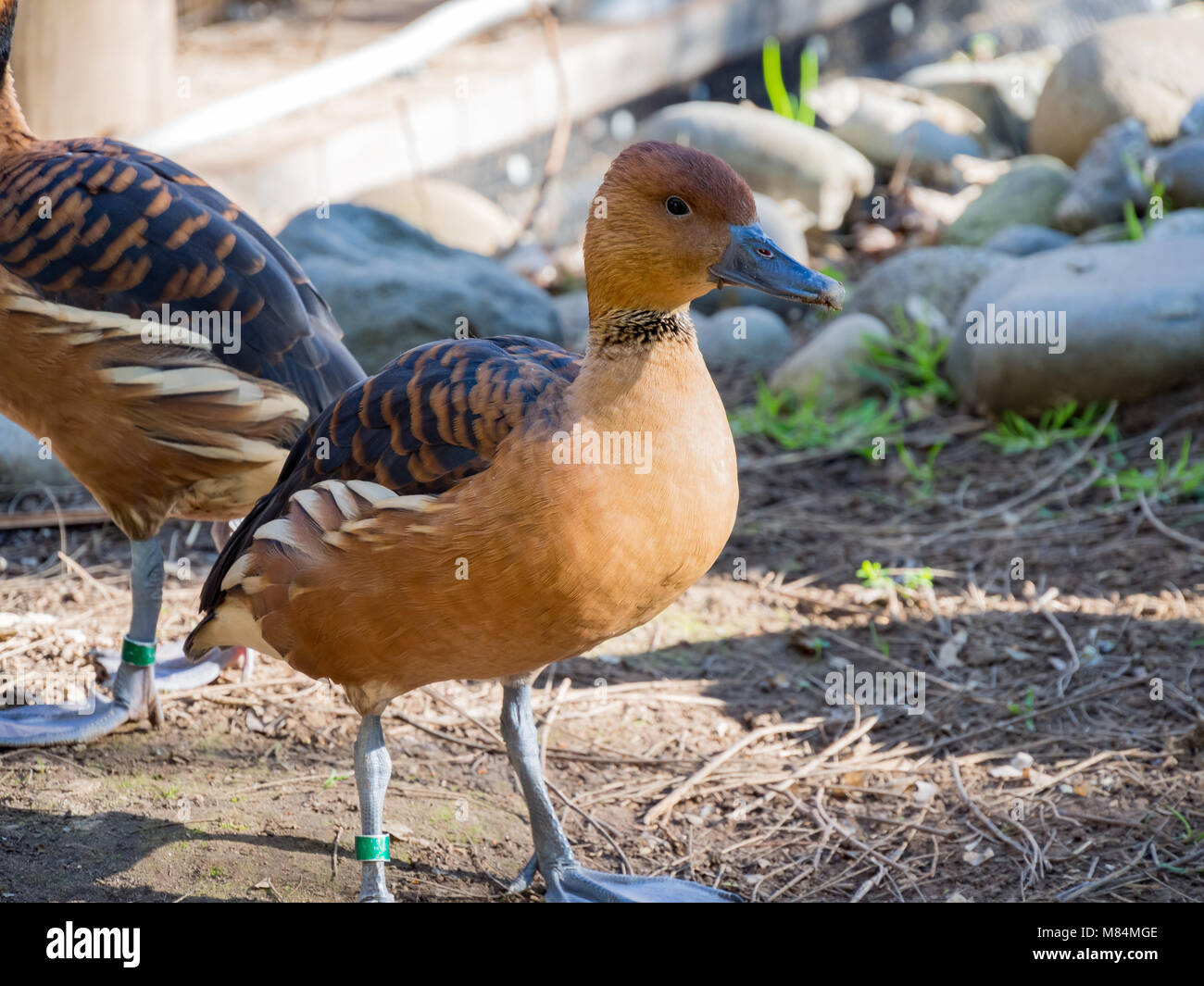 Piccolo grazioso anatra marrone in piedi nel giardino zoologico, Sacramento, California Foto Stock