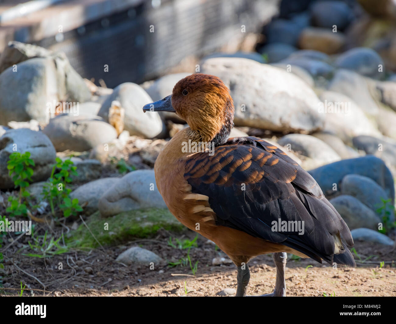 Piccolo grazioso anatra marrone in piedi nel giardino zoologico, Sacramento, California Foto Stock