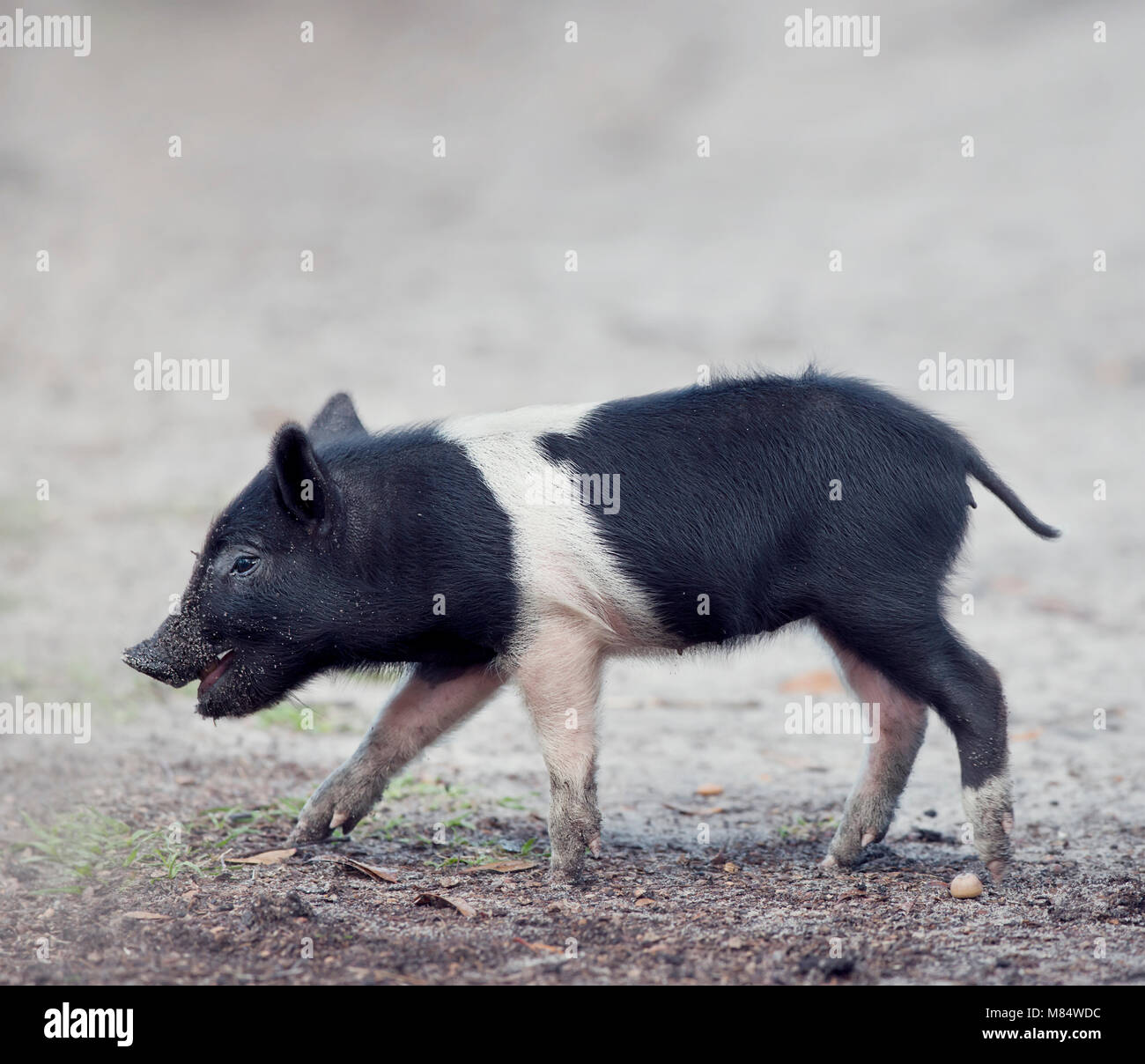 Wild piglet camminando in Florida zone umide Foto Stock