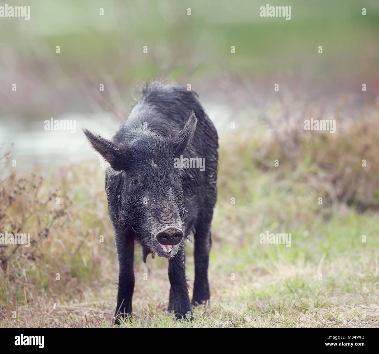 Wild hog femmina in Florida zone umide Foto Stock