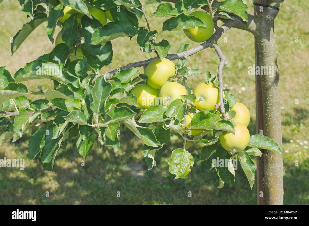 Verde mela albero su una soleggiata giornata estiva Foto Stock