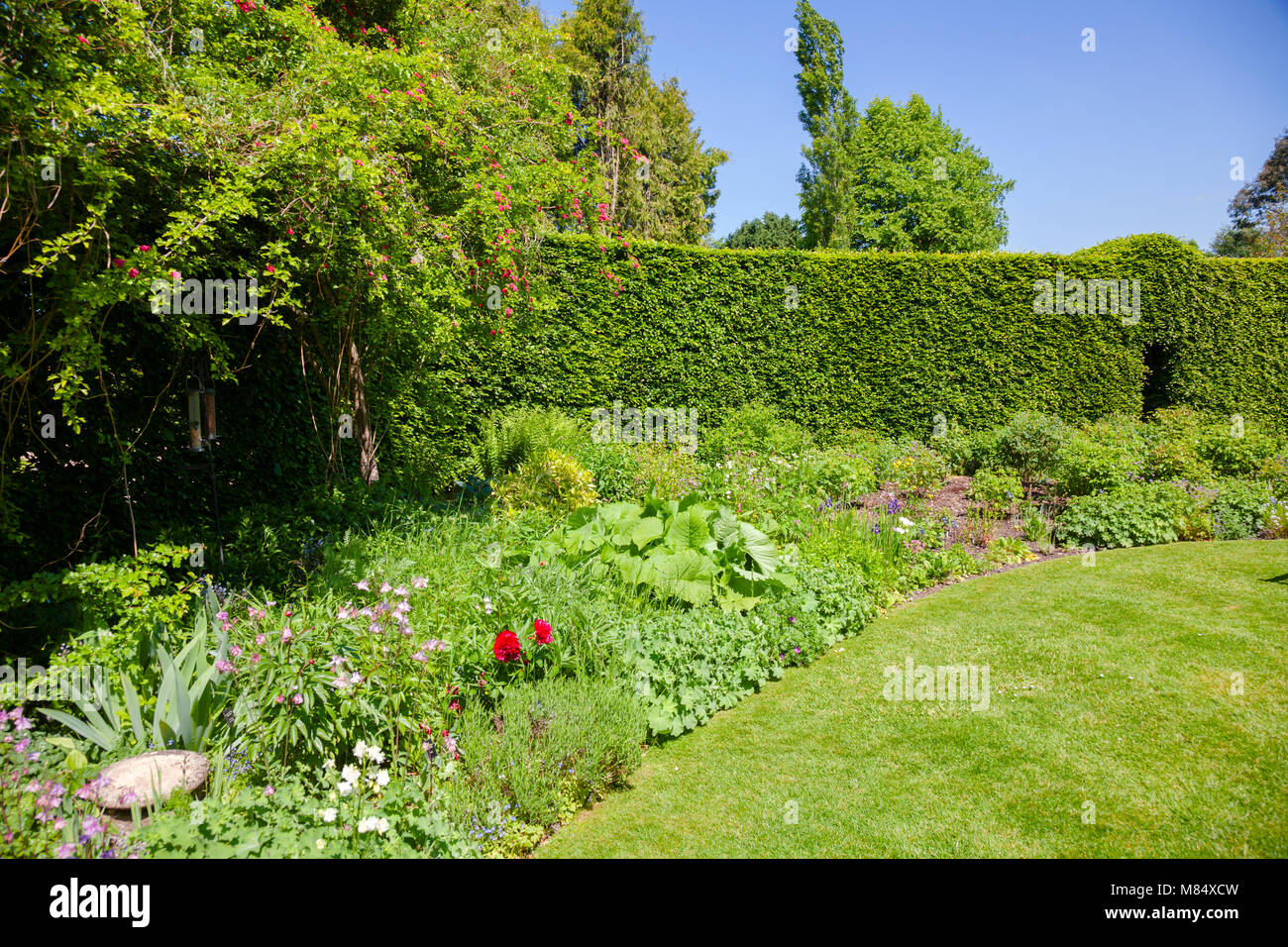 Estate verde inglese murata giardino formale con prato in fiore e siepe in background, Inghilterra meridionale, Regno Unito Foto Stock