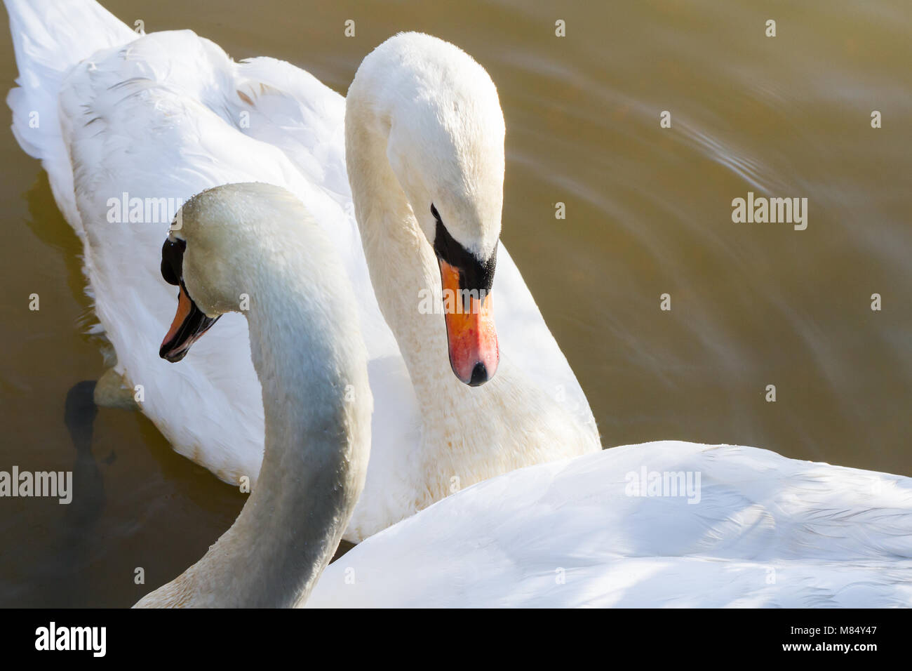 Una coppia di cigni (Cygnus olor), piscina su un lago su un soleggiato inverni mattina, Creekmoor stagni, Dorset, Regno Unito Foto Stock