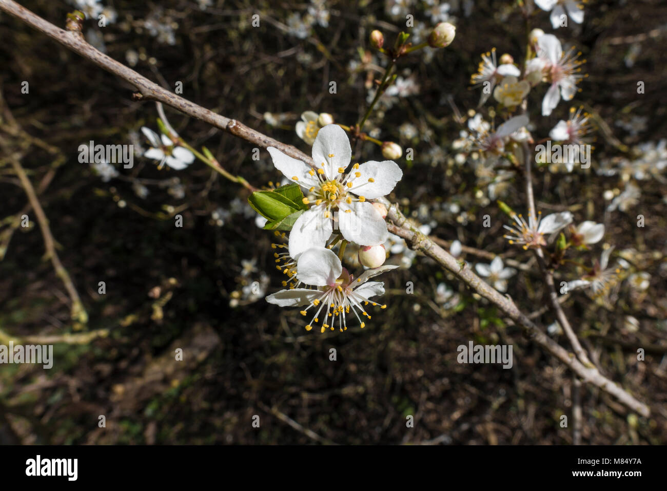 Tree blossom flower Foto Stock