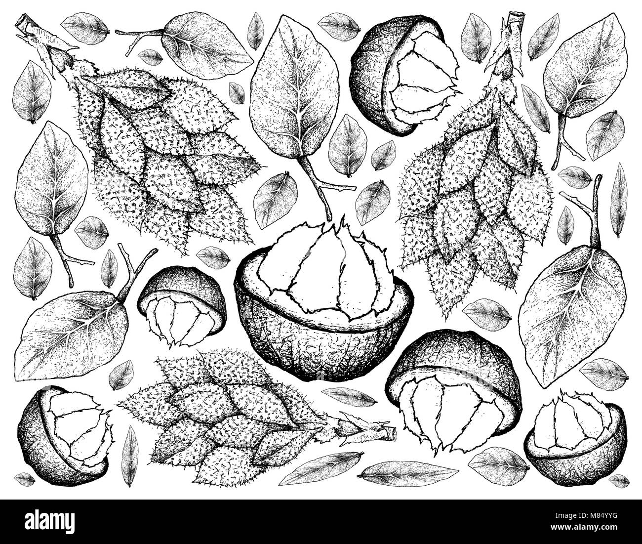 Frutti tropicali, immagine di sfondo di mano il bozzetto Sandoricum Koetjape, Santol Krathon o. Una frutta tropicale in Asia. Foto Stock