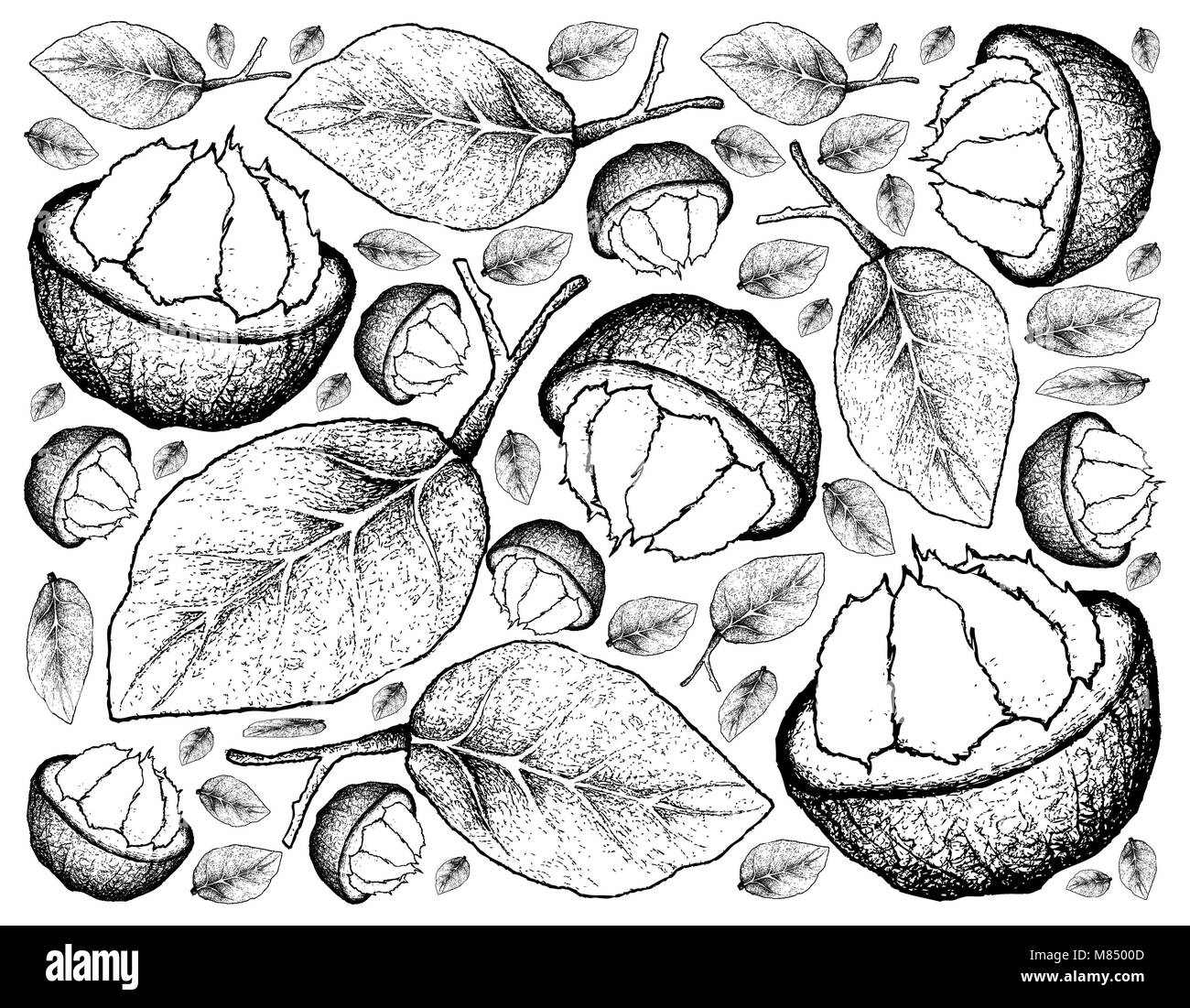 Frutti tropicali, immagine di sfondo di mano il bozzetto Sandoricum Koetjape, Santol Krathon o. Un frutto tropicale nel sud-est asiatico. Foto Stock
