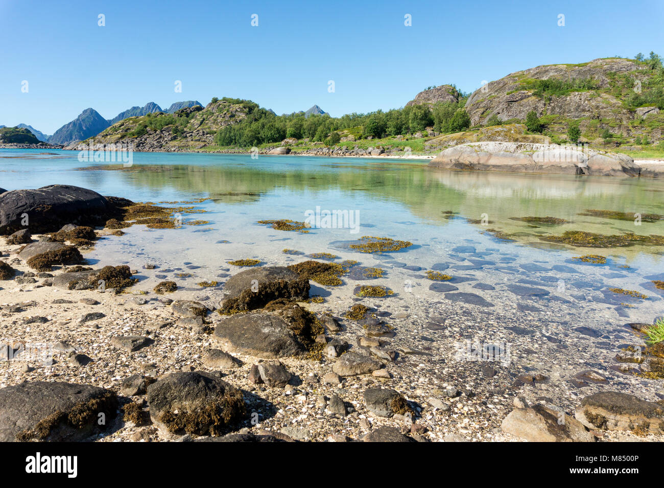 Le acque turchesi della baia, le pietre e la verde erba in estate, Arsteinen isola dell'arcipelago delle Lofoten, Norvegia Foto Stock