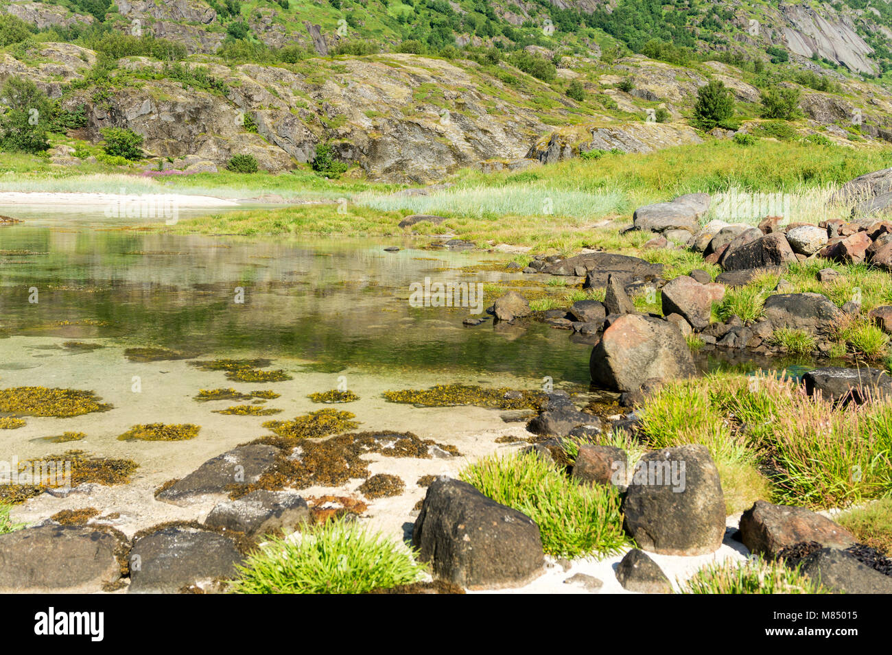 Le acque turchesi della baia, le pietre e la verde erba in estate, Arsteinen isola dell'arcipelago delle Lofoten, Norvegia Foto Stock