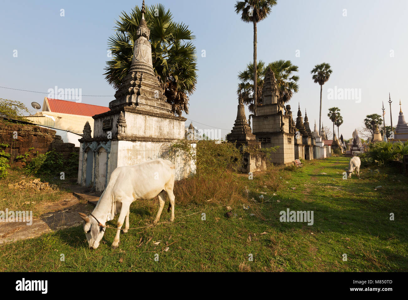 Cambogia rurale scena - mucche in campagna a Wat Nokor tempio, Kampong Cham, Cambogia Asia Foto Stock