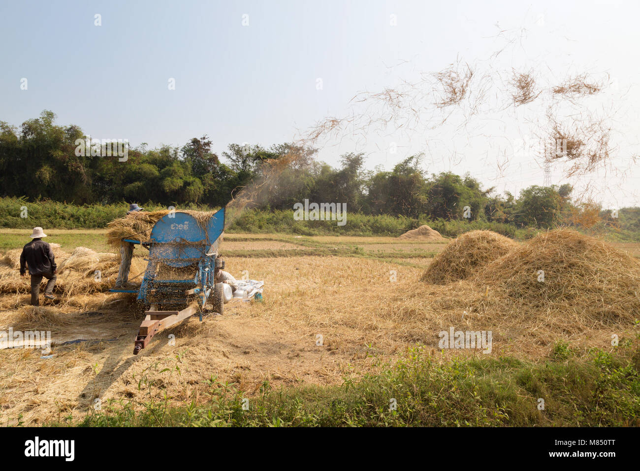 Cambogia rurale - agricoltori la trebbiatura del riso nei campi, Kampong Cham, Cambogia, Asia Foto Stock