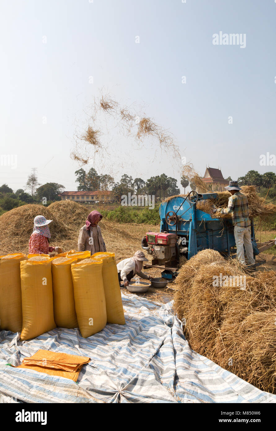 Cambogia - lo stile di vita degli agricoltori la trebbiatura del riso nei campi, Kampong Cham, Cambogia, Asia Foto Stock