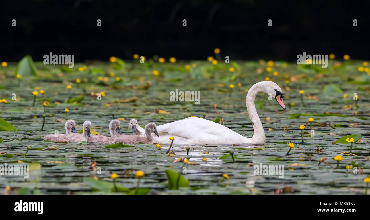 Vista laterale del fiero uccello madre di cigno muto britannico (colore Cygnus) & pulcini, cigneti, nuoto in acqua con le pastiglie di giglio fiorito. Gita in famiglia. Cigni del Regno Unito. Foto Stock