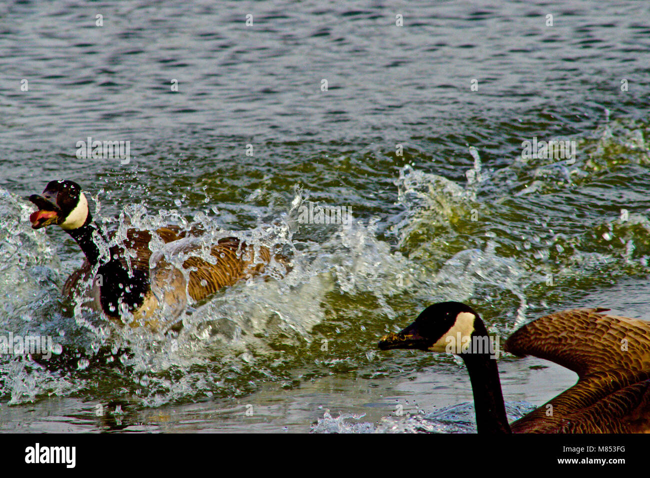 Oche del Canada, Texas Panhandle Foto Stock