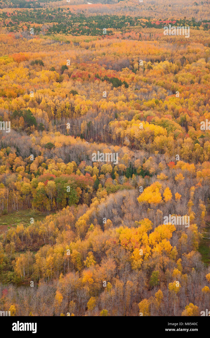 Antenna autunno panoramico vista di una foresta colorati Foto Stock