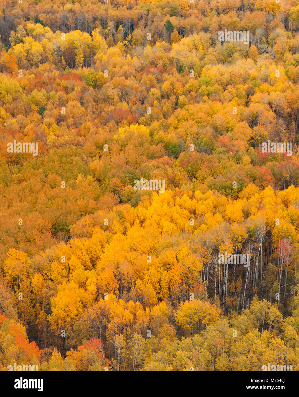 Antenna autunno panoramico vista di una foresta colorati Foto Stock