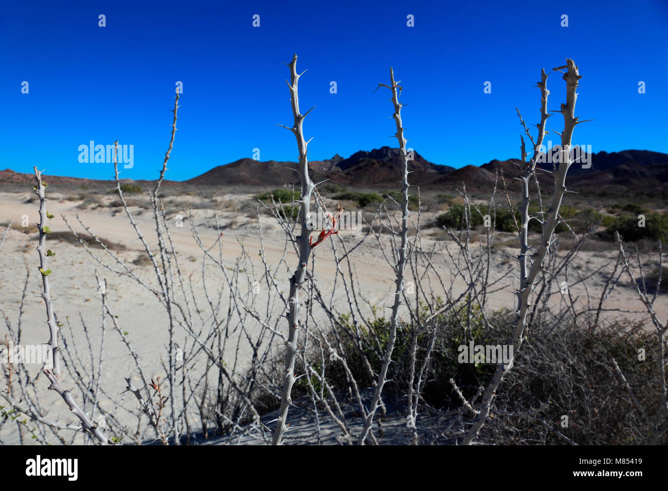Scarola piante del deserto in Messico Foto Stock