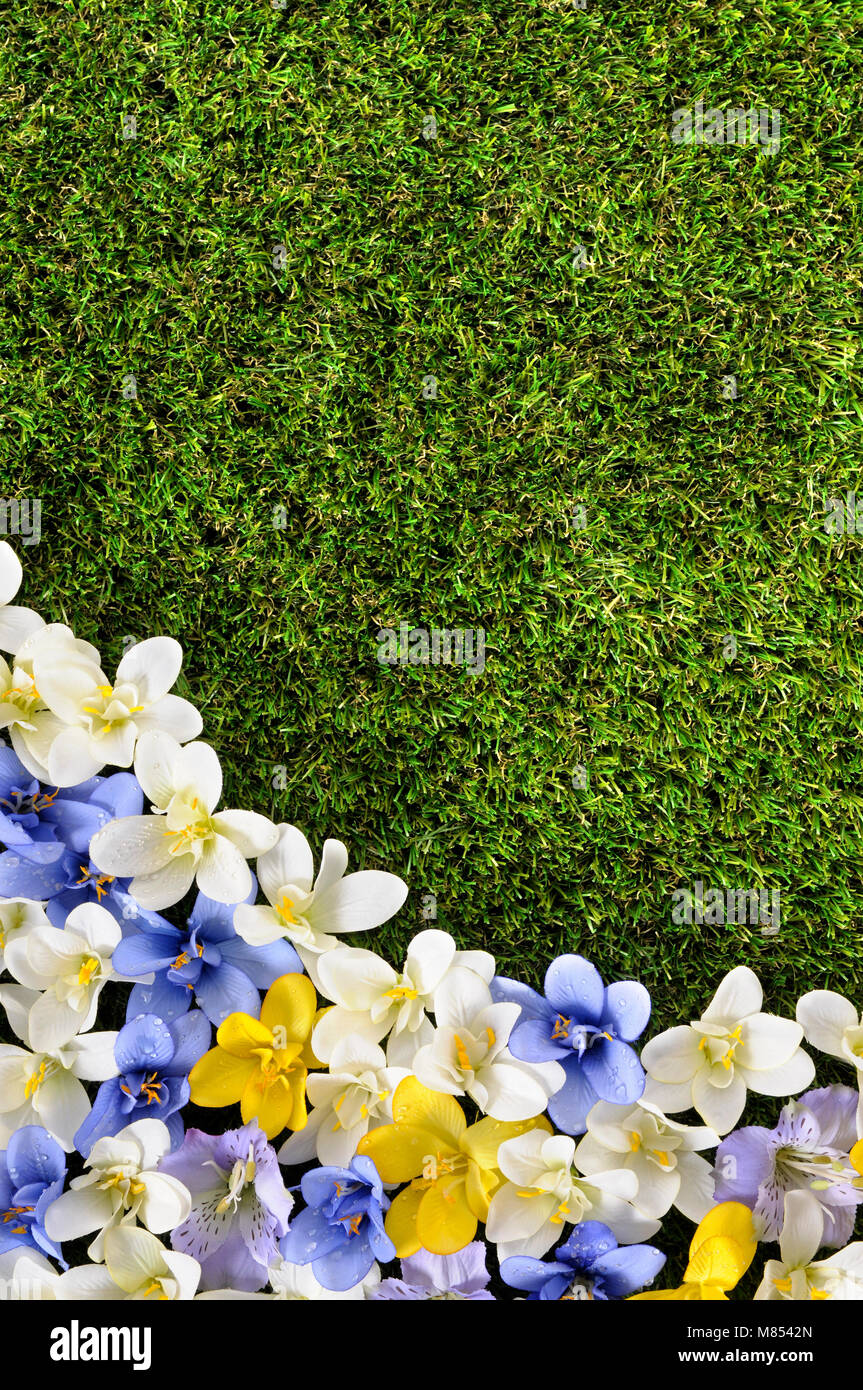 Primavera o estate sfondo di confine con erba e fiori. Spazio per la copia. Foto Stock