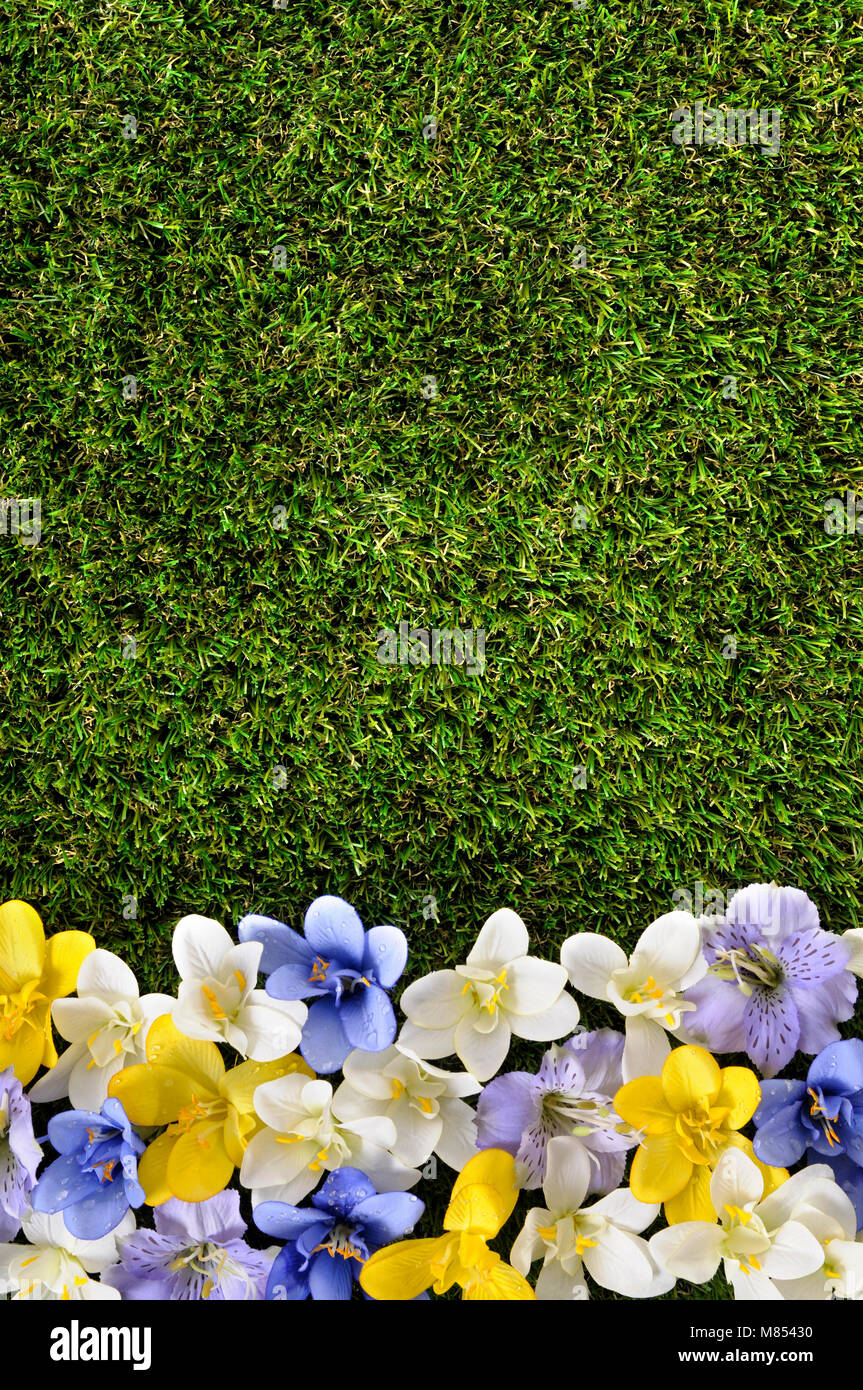 Primavera o estate sfondo di confine con erba e fiori. Spazio per la copia. Foto Stock