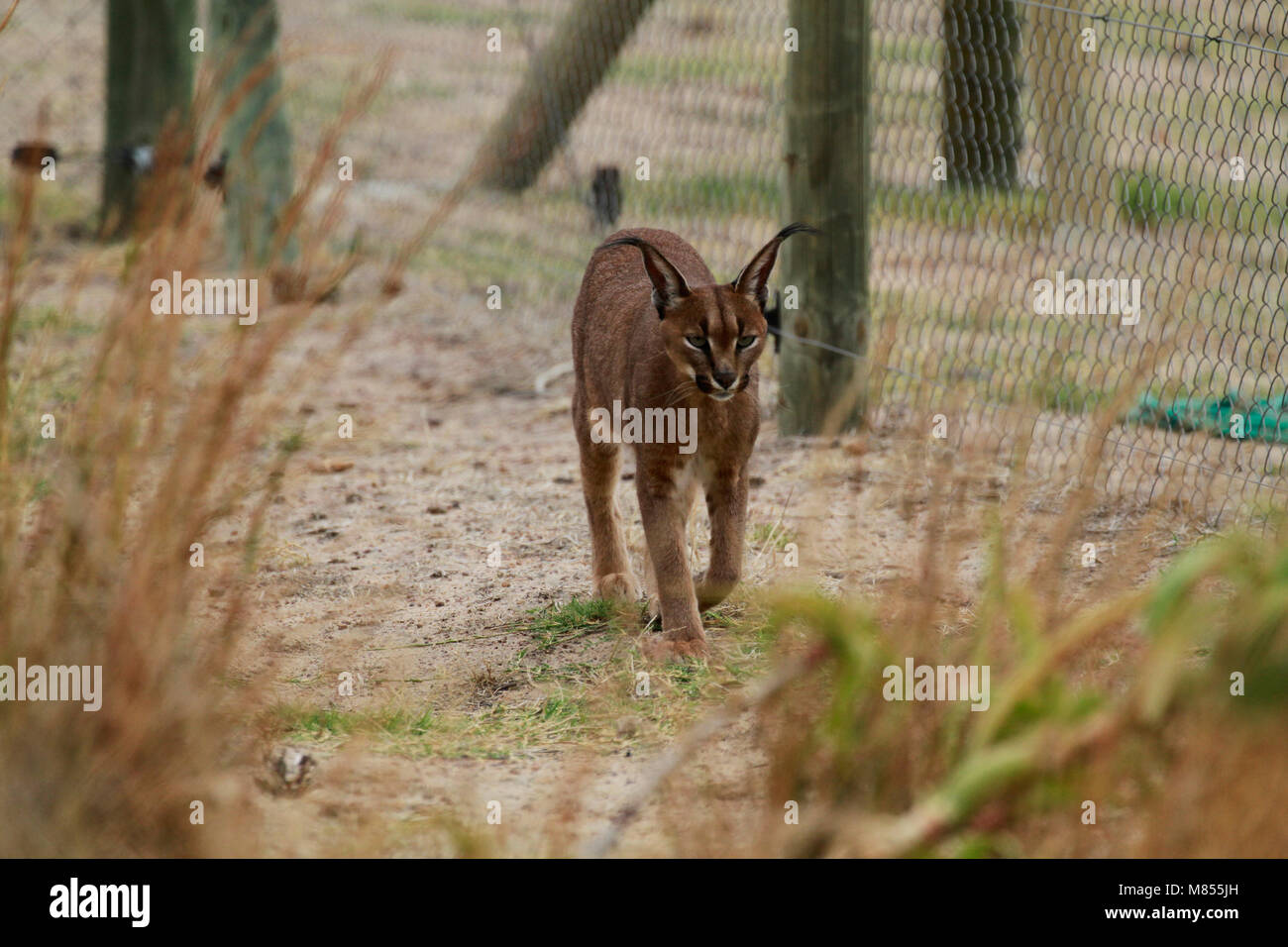 ( Caracal Caracal caracal) nel Drakenstein Lion Park, Klapmuts, Sud Africa. Foto Stock