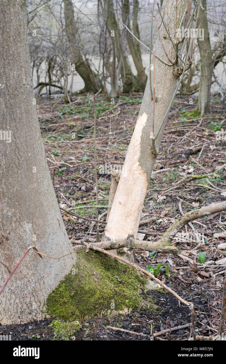 Pest, probabilmente il coniglio, danni alla corteccia di un albero di cenere, seguendo il rigido inverno, Northumberland, England, Regno Unito Foto Stock