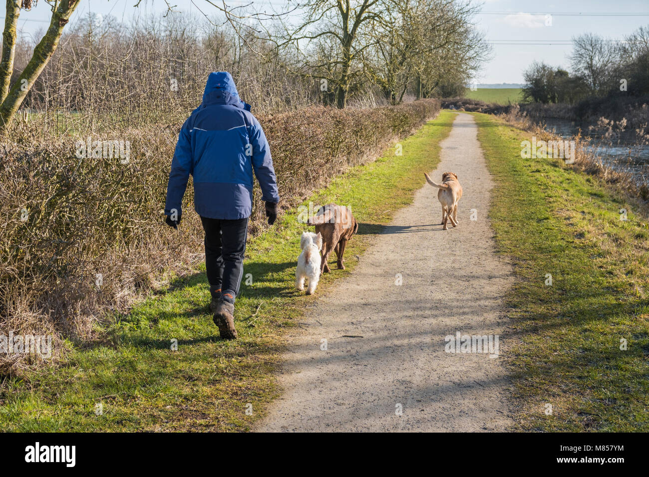 Uomo in caldo abbigliamento invernale a piedi i suoi cani lungo il Grantham canal d'inverno. Nottinghamshire REGNO UNITO Foto Stock