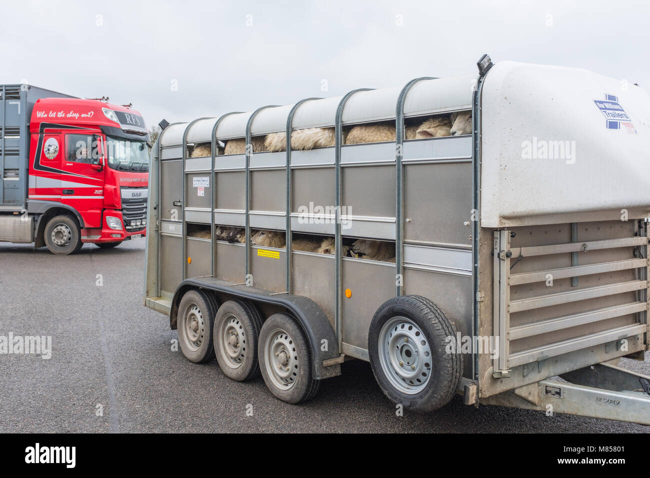 Il rimorchio che arrivano con pecore per essere scaricate a Melton Mowbray mercato del bestiame LEICESTERSHIRE REGNO UNITO Foto Stock