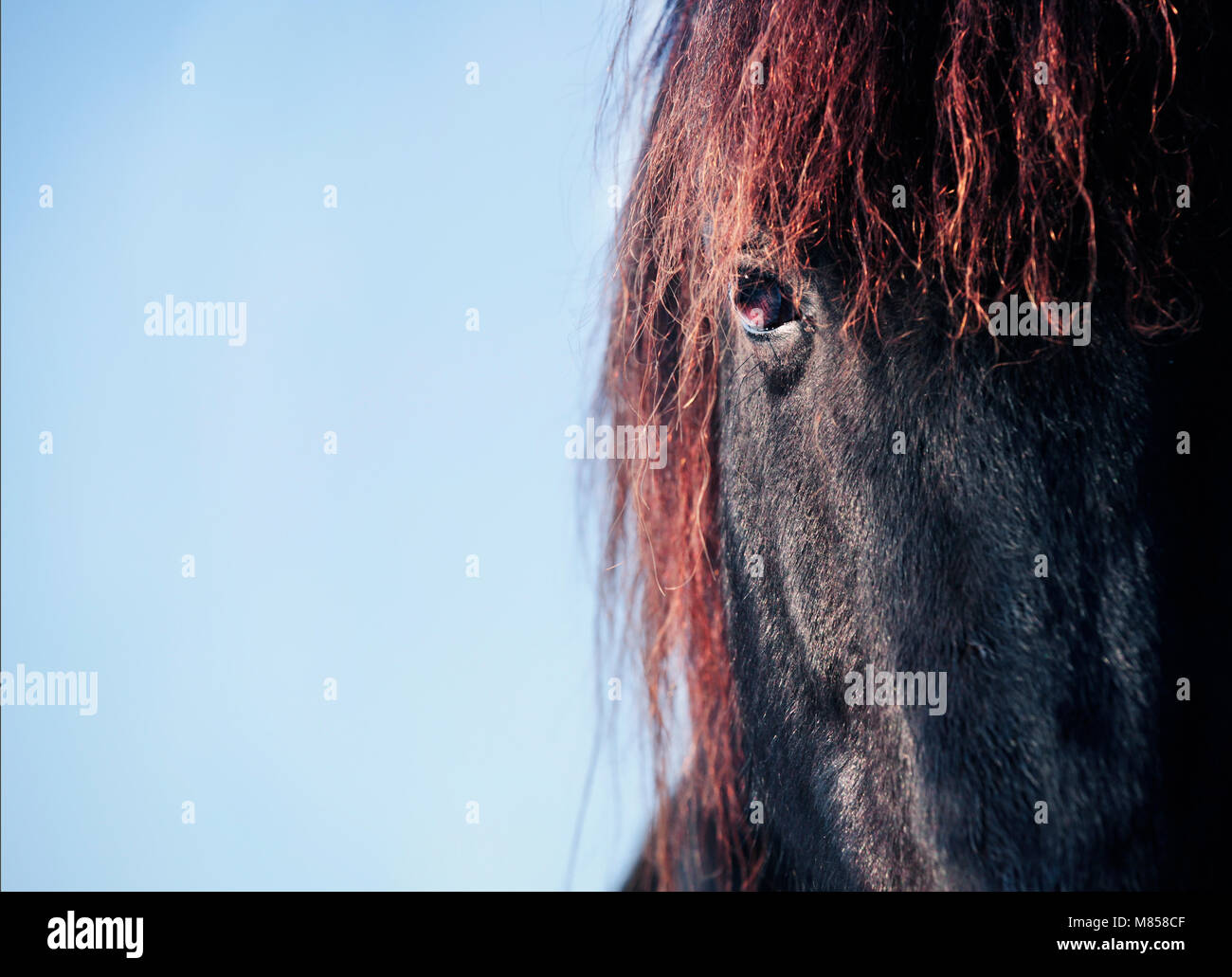 La testa di un nero cavallo frisone sullo sfondo azzurro del cielo Foto Stock