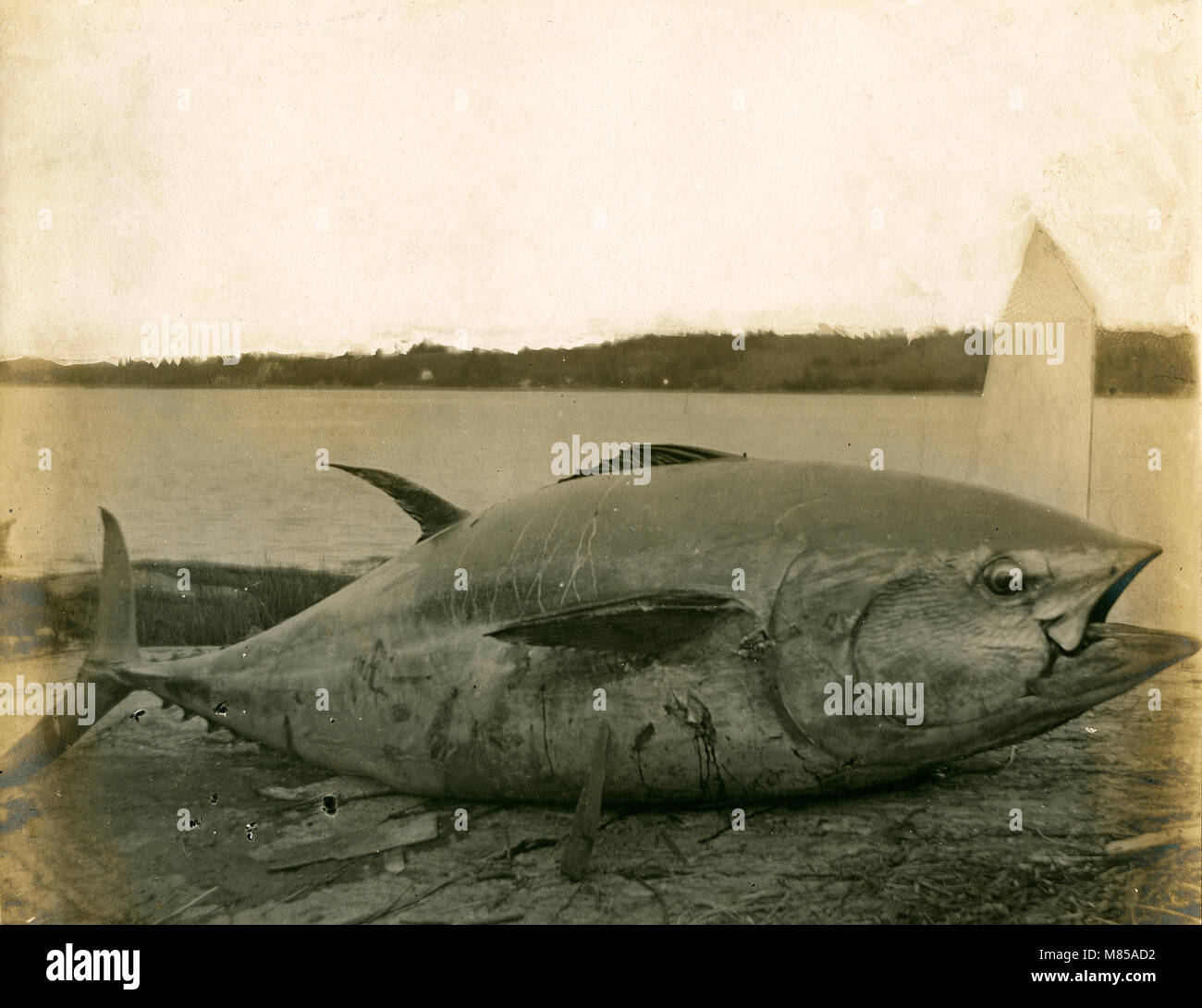 Antique circa 1905 originariamente fotografia legendée: "Suro - catturato a Riggsville, ME 8,75 ft. lungo, 7 ft. circonferenza, peso circa 600lb." La posizione è in o vicino a Riggsville (ora Robinhood), Maine in Sagadahoc County, Stati Uniti d'America. Foto Stock